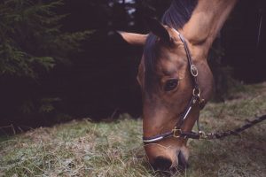 Find det grovfoder som passer bedst til din hest