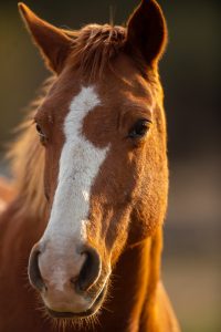 Read more about the article Sådan finder du viden omkring din hest og dens behov